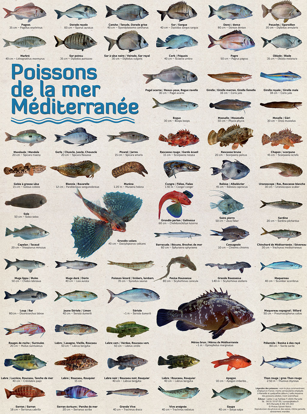 Photos de poissons de la mer Méditerranée