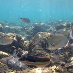 Biodiversité en abondance