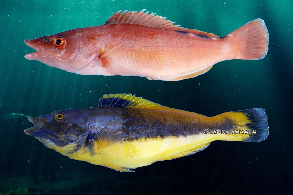 Coquette femelle, couleur saumon, trois tâche noires sous la nageoire dorsale près de la queue et coquette mâle