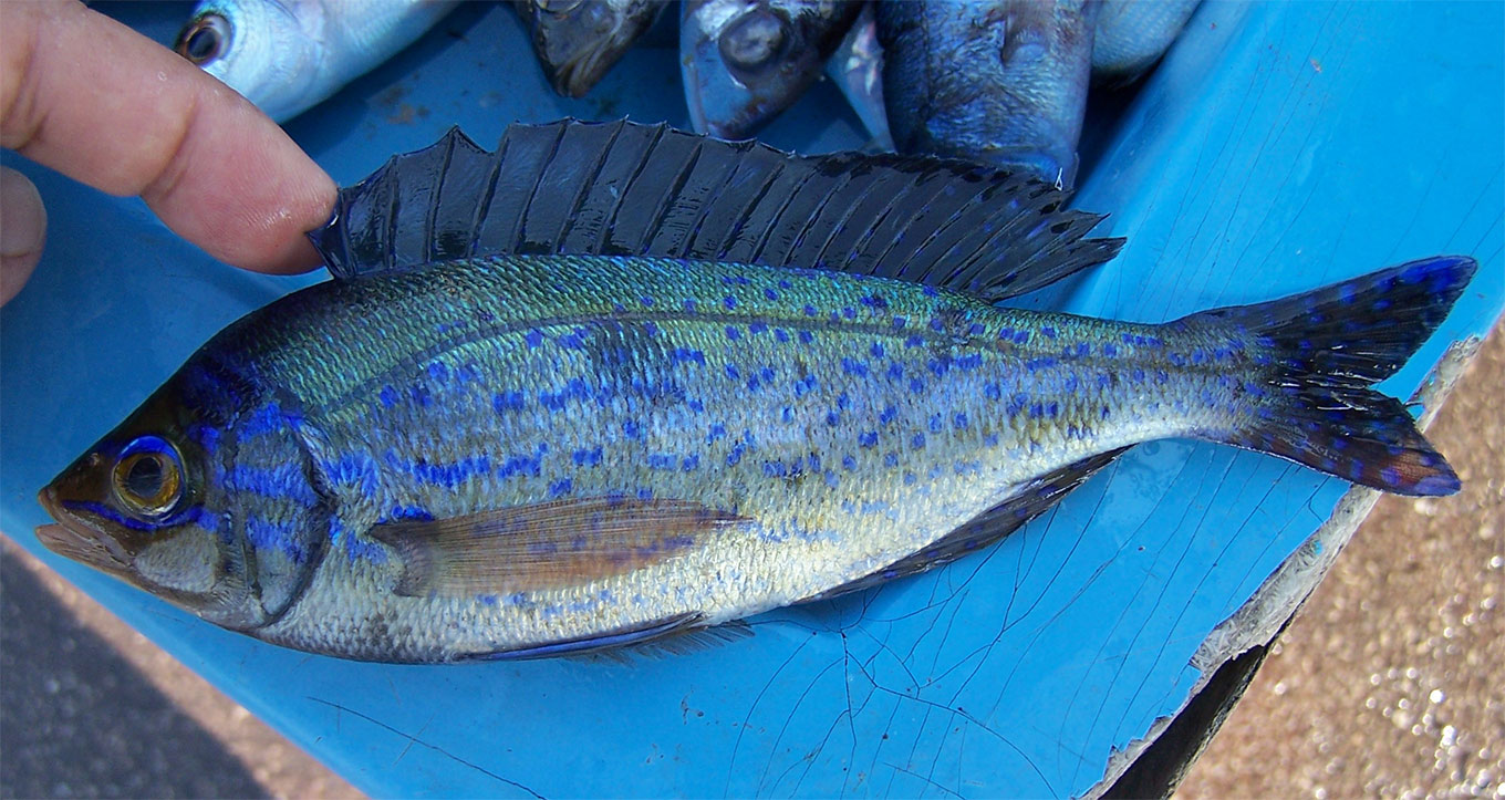 Mandoule mâle parée de bleu fluo lors du frai, photo sur étal du marché aux poissons du Vieux Port
