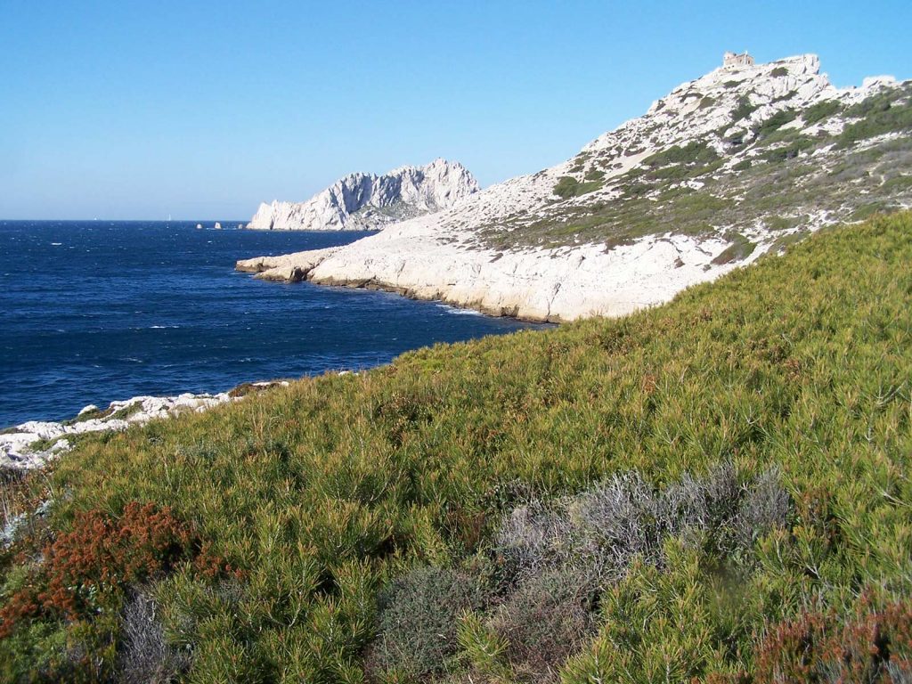 La côte de calcaire et pins nanifiés par les embruns salés, entre Callelongue et la Mounine. 