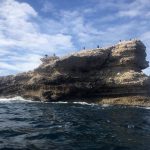 Cormorans et gabians sur le poudingue du Grand Mornas