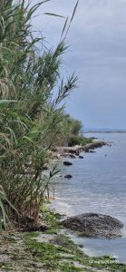 Végétation des rives de l'Etang